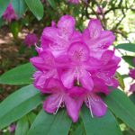 Besuch im Rhododendronpark