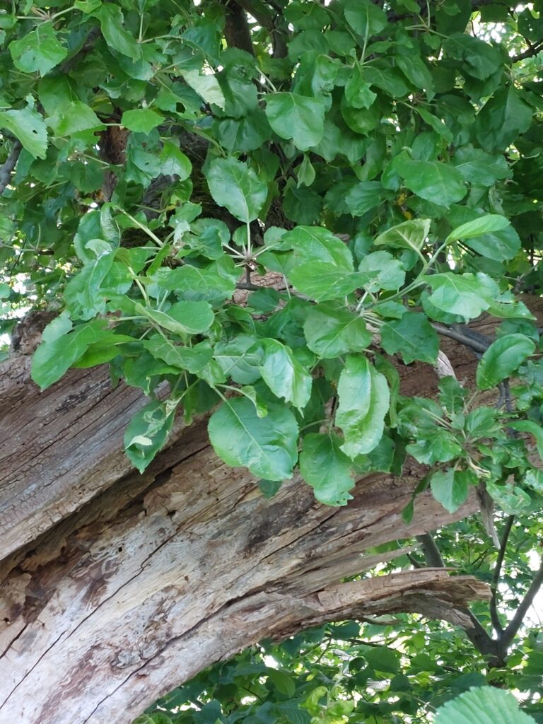 Alter Obstbaum