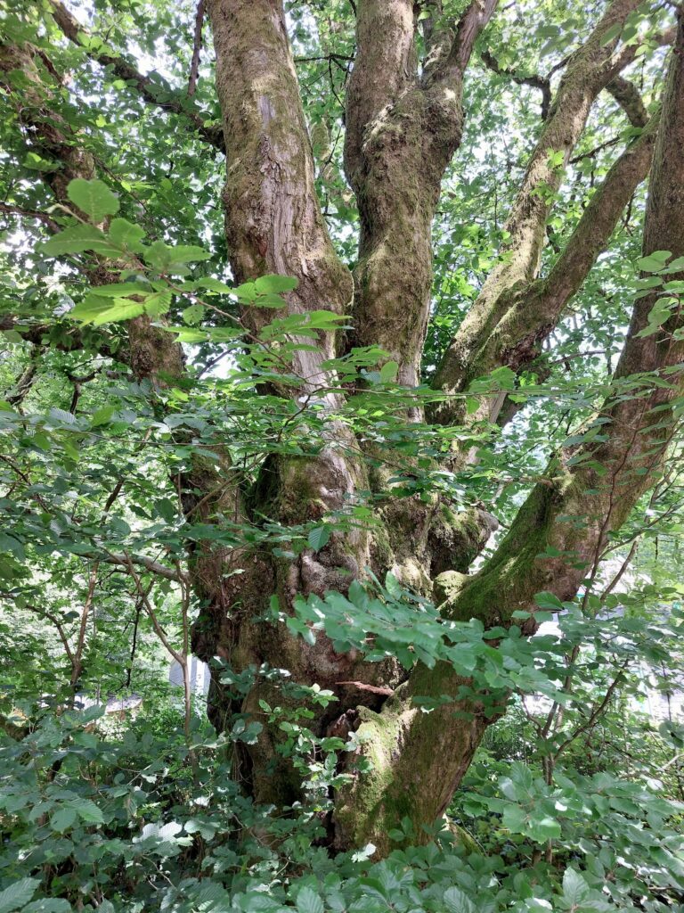 Alter Hausbaum im Hammertal