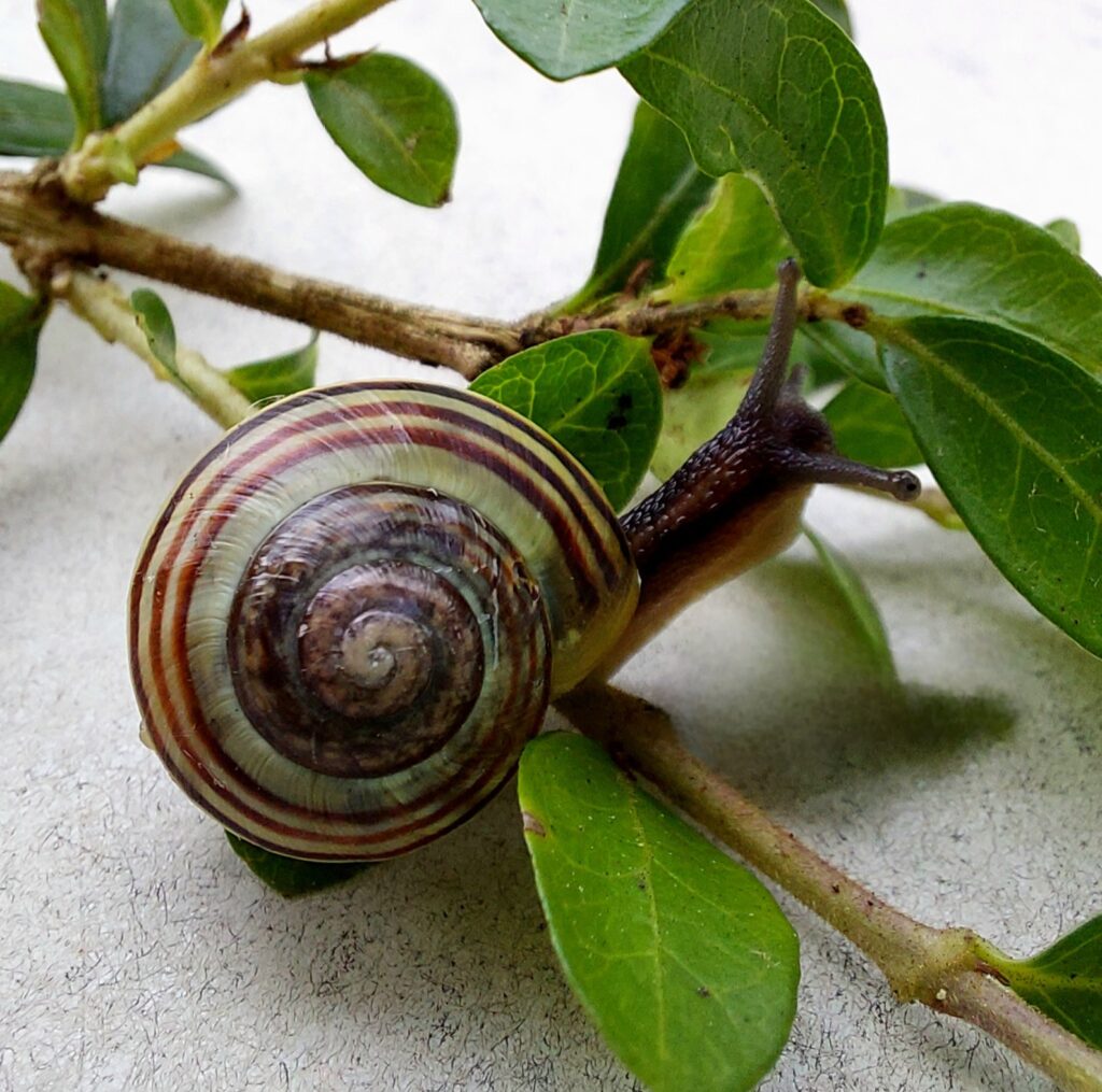 Fotografieren mit dem Smartphone, Makrofotografie, optimiert, Element gelöscht und gecroppt: Land-Lungenschnecke. 