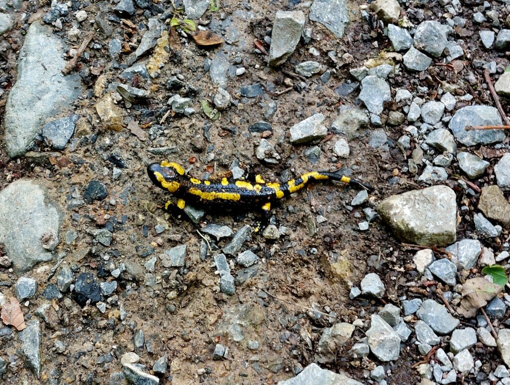 Salamander im Schmalenhofer Bachtal