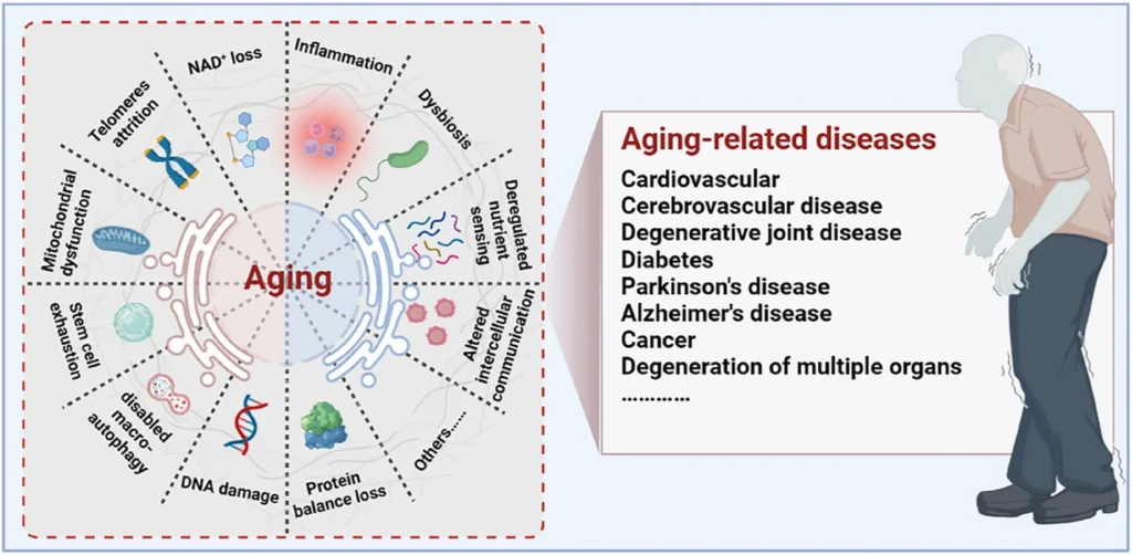 Molecular Aging and Age-Related Diseases nach https://biosignaling.biomedcentral.com/articles/10.1186/s12964-024-01663-1